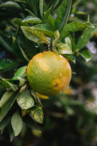 Green leaves yellow fruit
